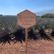 jose cuervo reserva de la familia sign in the agave fields.