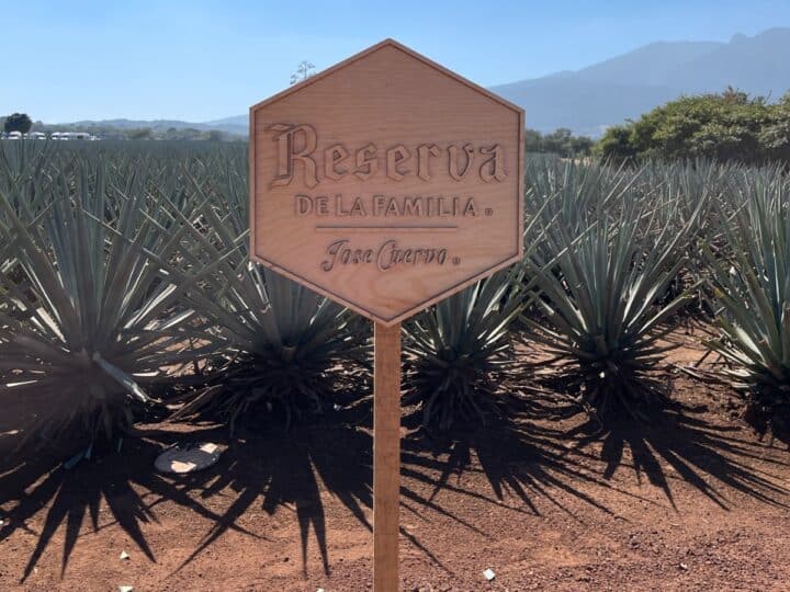 jose cuervo reserva de la familia sign in the agave fields.